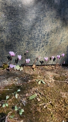 Cyclamen hederifolium