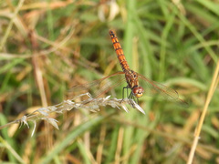 Trithemis annulata