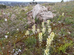 Stackhousia monogyna