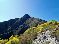 Leucadendron eucalyptifolium