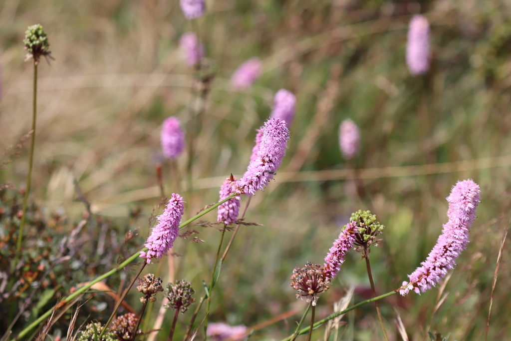 Bistorta coriacea