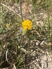 Podotheca gnaphalioides