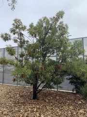 Lyonothamnus floribundus