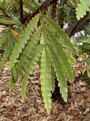 Lyonothamnus floribundus