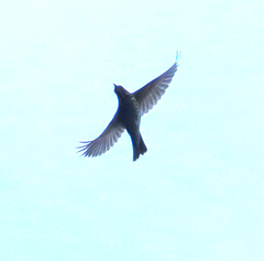Turdus iliacus