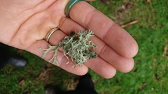 Pseudevernia furfuracea