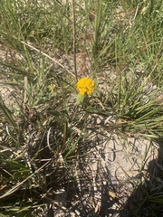 Podotheca gnaphalioides