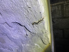 Scolopendra mutilans
