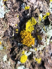 Polycauliona candelaria