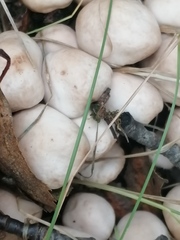 Mycena clarkeana