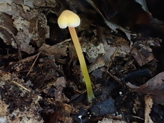 Mycena crocea