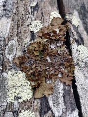 Tuckermanopsis orbata