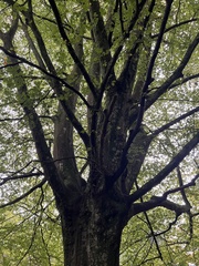 Fagus sylvatica