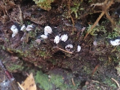 Arcyria cinerea