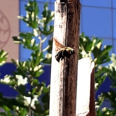 Xylocopa pubescens