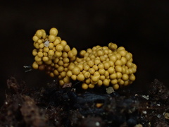 Trichia varia