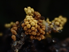 Trichia varia