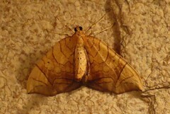 Eulithis gracilineata