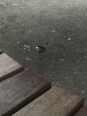 Motacilla alba yarrellii