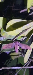 Marumba cristata bukaiana