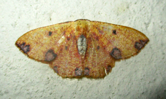 Celidomphax rubrimaculata