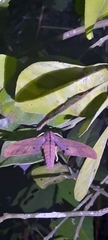 Marumba cristata bukaiana