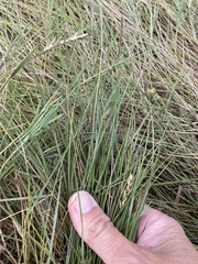 Sporobolus pumilus