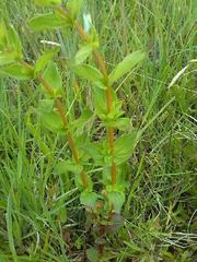 Hypericum tetrapterum