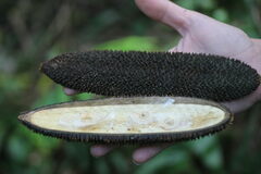 Amphilophium crucigerum