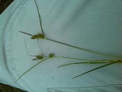 Carex viridula