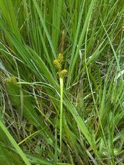 Carex viridula