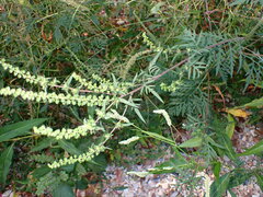Ambrosia artemisiifolia