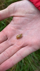 Succinea putris