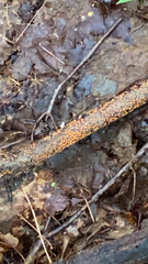 Nectria cinnabarina