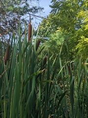 Typha latifolia