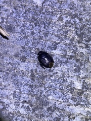 Cydnidae
