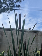 Typha latifolia