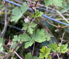 Geranium homeanum