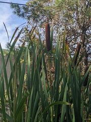 Typha latifolia