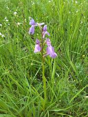 Anacamptis palustris