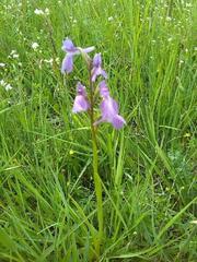 Anacamptis palustris