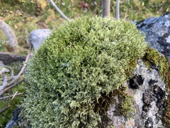 Racomitrium lanuginosum