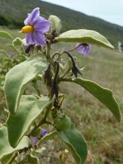 Solanum tomentosum
