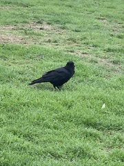Corvus corone