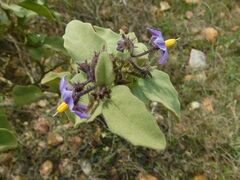Solanum tomentosum