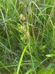 Carex buxbaumii