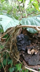 Jackrogersella multiformis