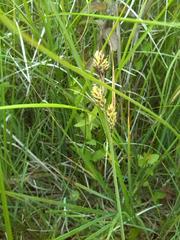 Carex buxbaumii