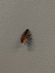 Heleomyzidae