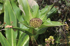Gentiana crassicaulis